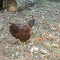 Fox, Kari's hen